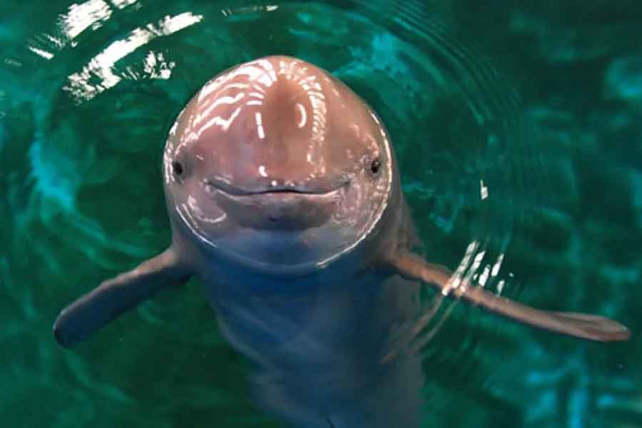 Delfín sin aletas del Yangtsé