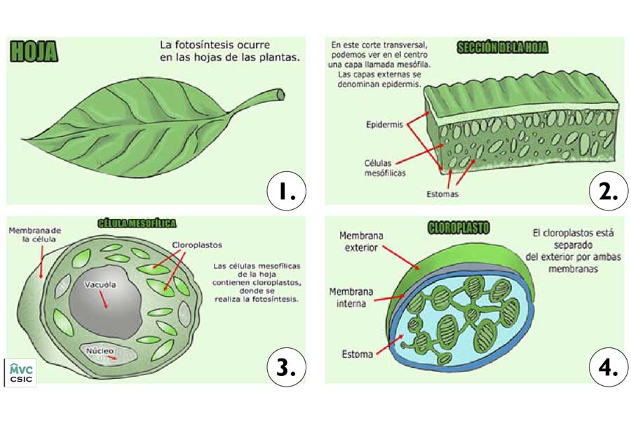 Esquema de la fotosíntesis