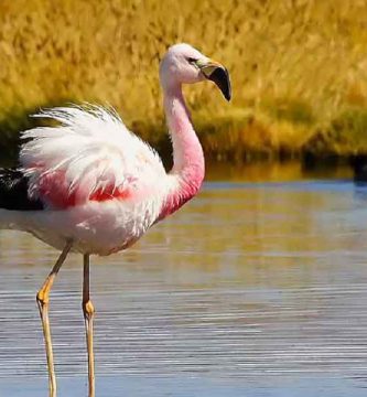 Flamenco andino (Phoenicopterus andinus)