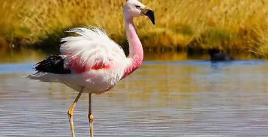 Flamenco andino (Phoenicopterus andinus)