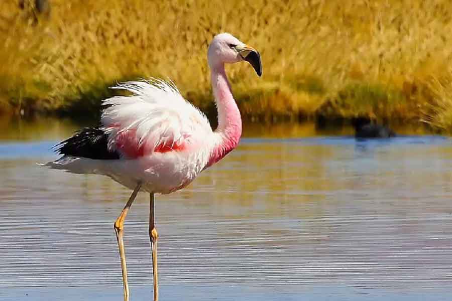 Flamenco andino (Phoenicopterus andinus)