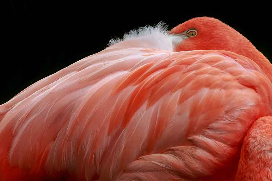 Flamenco rosado