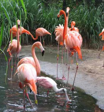 Flamenco rosado (Phoenicopterus ruber)