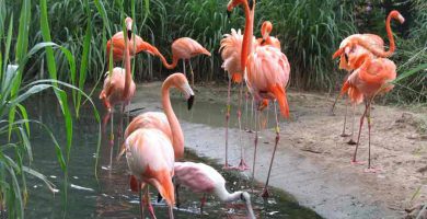 Flamenco rosado (Phoenicopterus ruber)