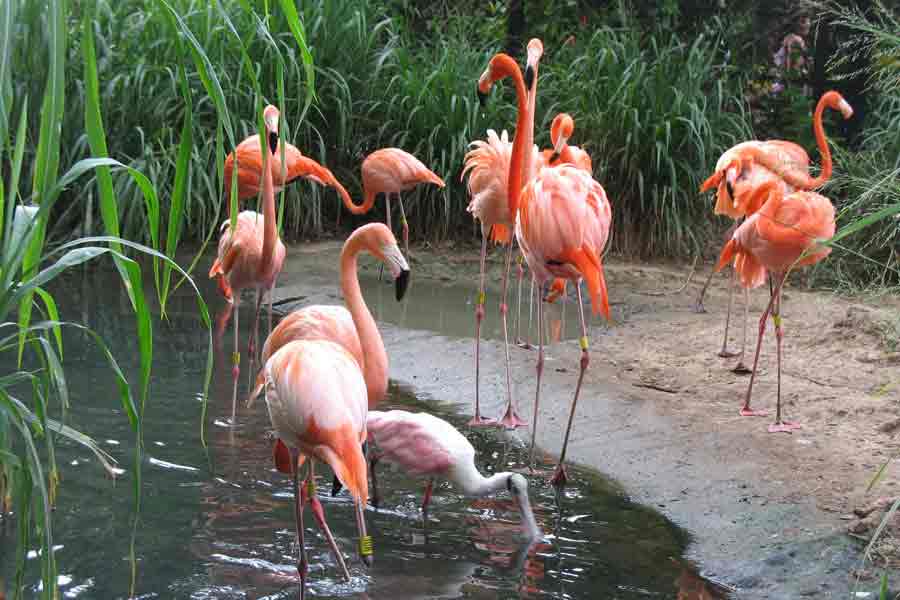 Flamenco rosado (Phoenicopterus ruber)