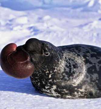 Foca de casco (Cystophora cristata)