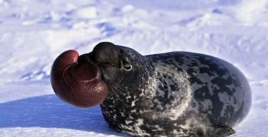 Foca de casco (Cystophora cristata)