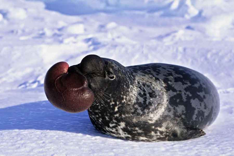 Foca de casco (Cystophora cristata)