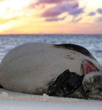 Foca Monje del Caribe (Monachus tropicalis)