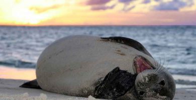 Foca Monje del Caribe (Monachus tropicalis)