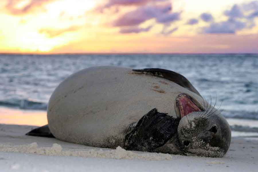 Foca Monje del Caribe (Monachus tropicalis)