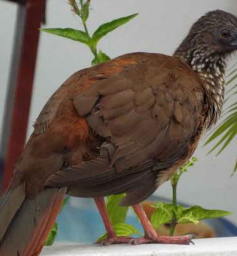 Gallina de monte (Tinamus major)