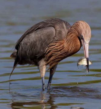 Garza rojiza (Egretta rufescens)