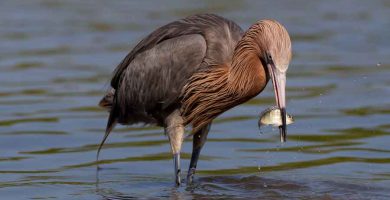 Garza rojiza (Egretta rufescens)