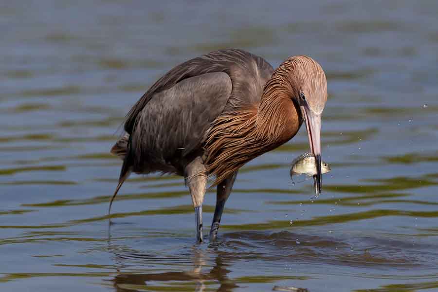 Garza rojiza (Egretta rufescens)