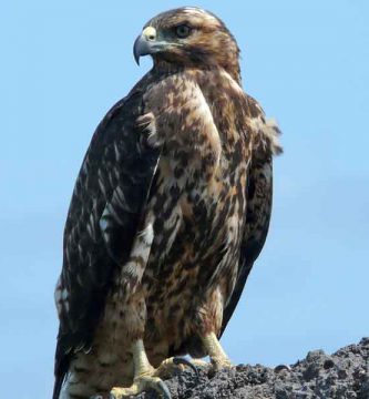 Gavilán de las Galápagos (Buteo galapagoensis)