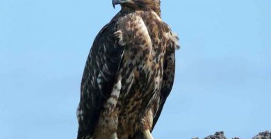 Gavilán de las Galápagos (Buteo galapagoensis)