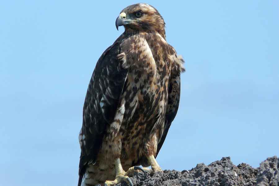 Gavilán de las Galápagos (Buteo galapagoensis)