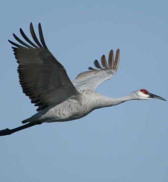 Grulla cenicienta (Grus canadensis)