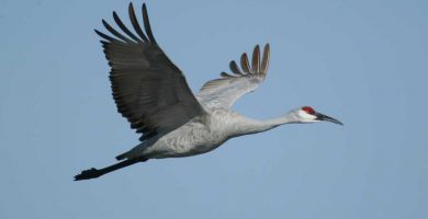 Grulla cenicienta (Grus canadensis)
