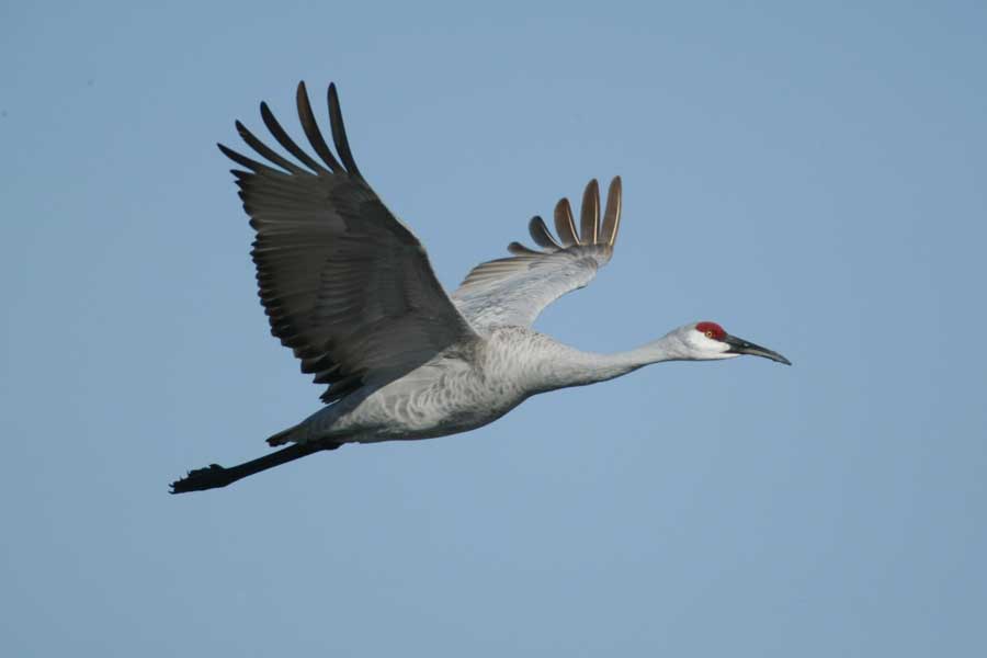 Grulla cenicienta (Grus canadensis)