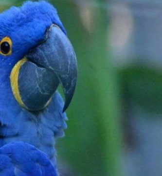 Guacamayo azul (Anodorhyncus Glaucus)