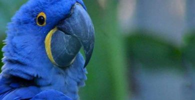 Guacamayo azul (Anodorhyncus Glaucus)