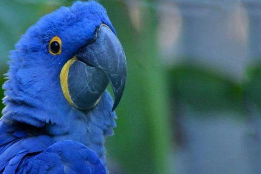 Guacamayo azul (Anodorhyncus Glaucus)