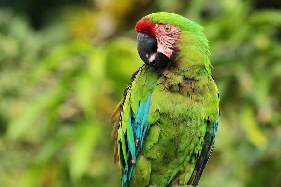 Guacamayo verde mayor (Ara ambiguus)