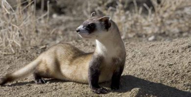 Hurón de pies negros (Mustela nigripes)