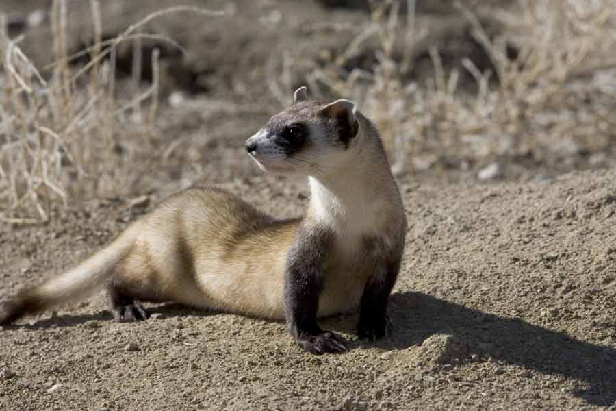 Hurón de pies negros (Mustela nigripes)