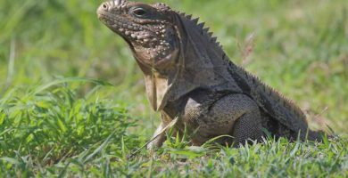 Iguana cubana (Cyclura nubila)