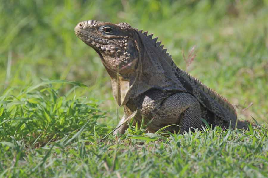 Iguana cubana (Cyclura nubila)