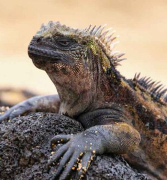 Iguana marina (Amblyrhynchus cristatus)
