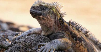 Iguana marina (Amblyrhynchus cristatus)