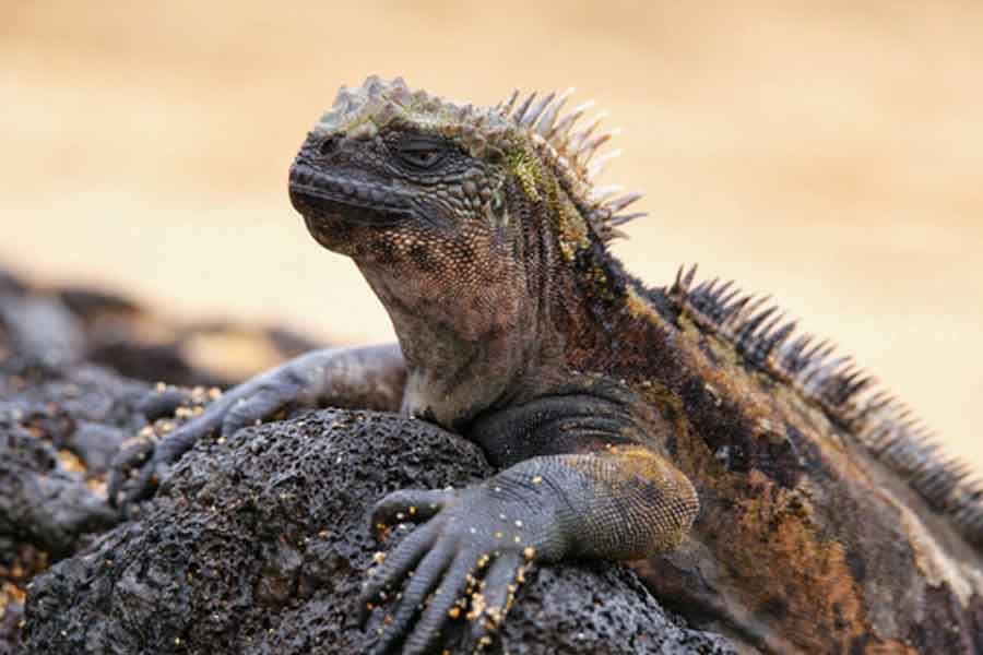 Iguana marina (Amblyrhynchus cristatus)