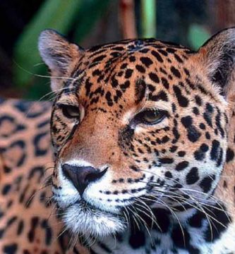 Jaguar (Panthera onca)