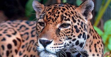 Jaguar (Panthera onca)