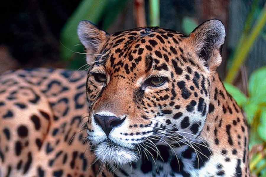 Jaguar (Panthera onca)