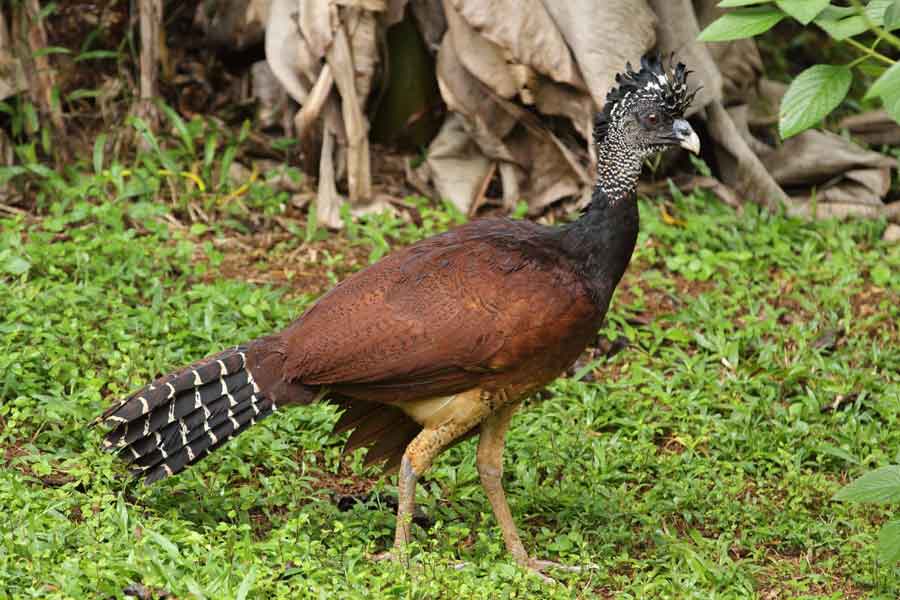 Kambul (Crax rubra)