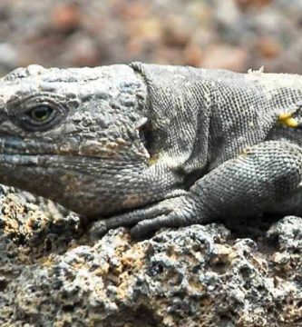 Lagarto gigante de La Palma (Gallotia auaritae)