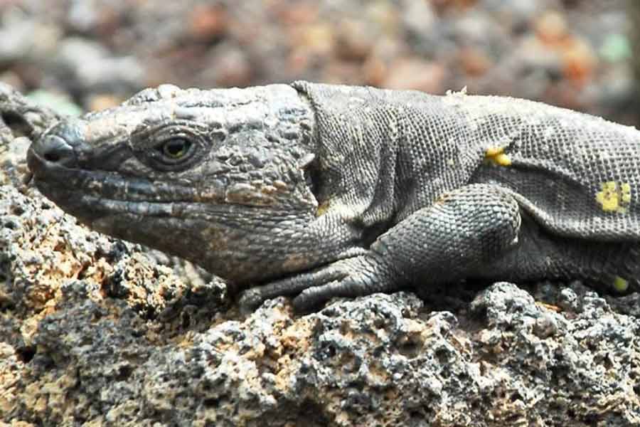 Lagarto gigante de La Palma (Gallotia auaritae)