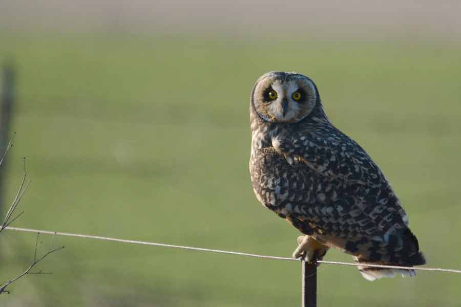 Lechuzón de campo (Asio fammeus)