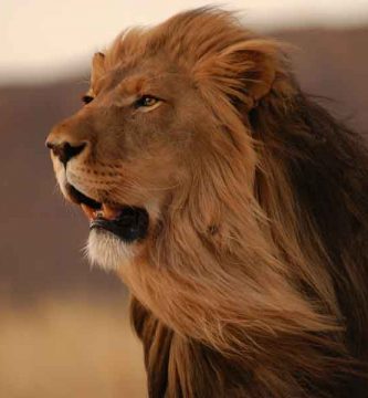 León del Atlas (Panthera leo leo)