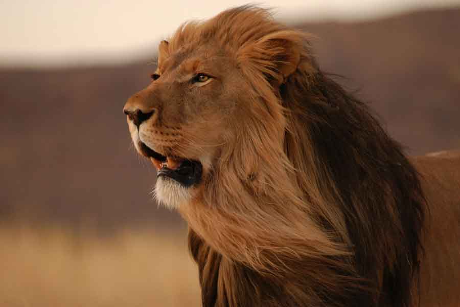 León del Atlas (Panthera leo leo)