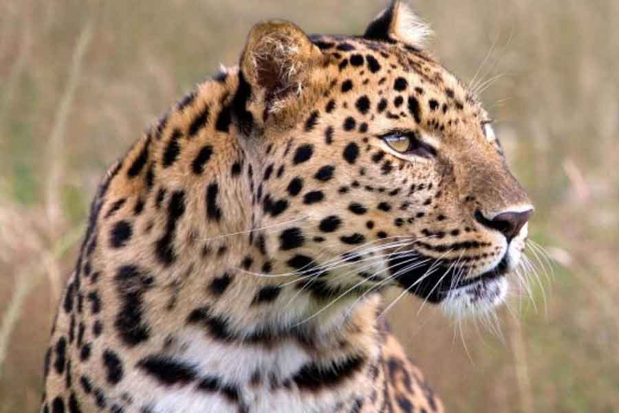 Leopardo de Amur