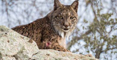 Lince ibérico (Lynx pardinus)