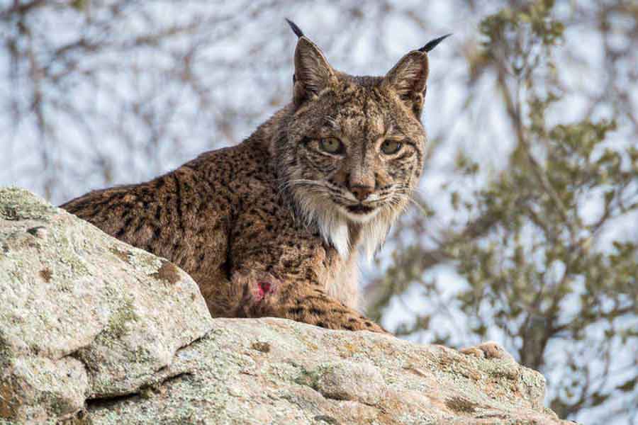 Lince ibérico (Lynx pardinus)