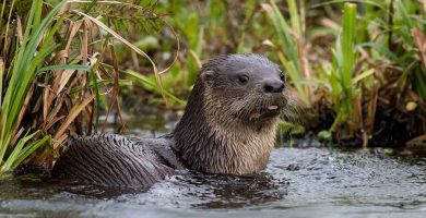 Lobito de río (Lontra longicaudis)