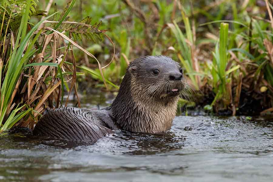 Lobito de río (Lontra longicaudis)